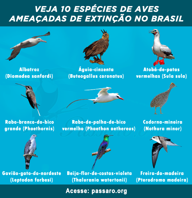 aves ameacadas de extincao no brasil