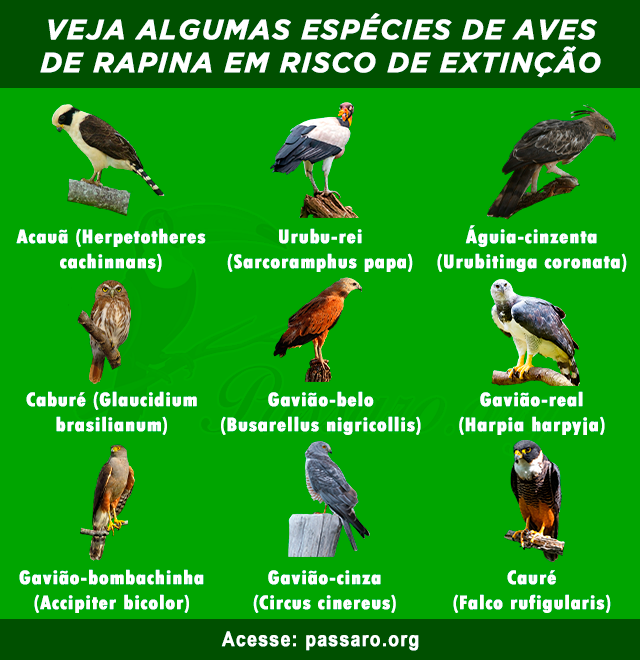 23 Espécies de aves de rapina em risco de extinção | Pássaros