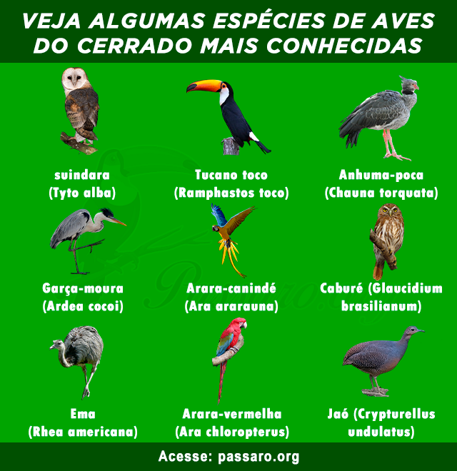 aves do cerrado mais conhecidas