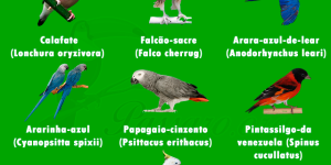 aves domesticas em risco de extincao