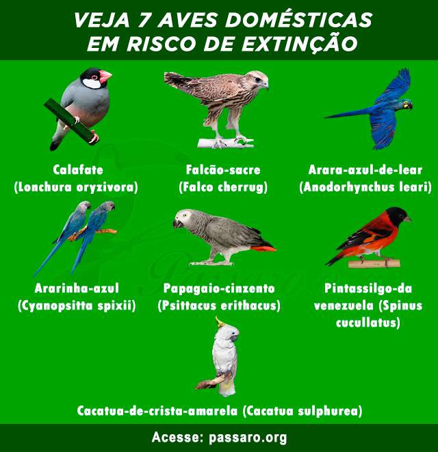 aves domesticas em risco de extincao