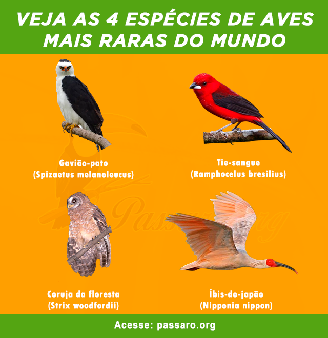 aves mais raras do mundo