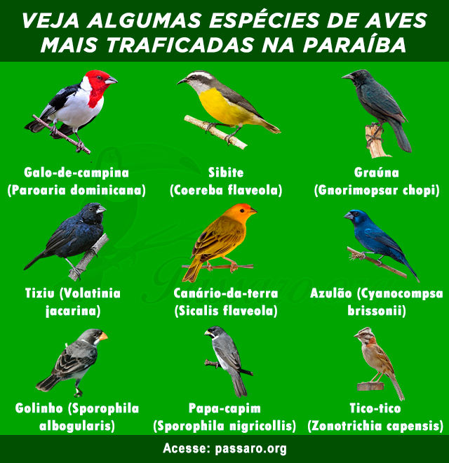 aves mais traficados na paraíba