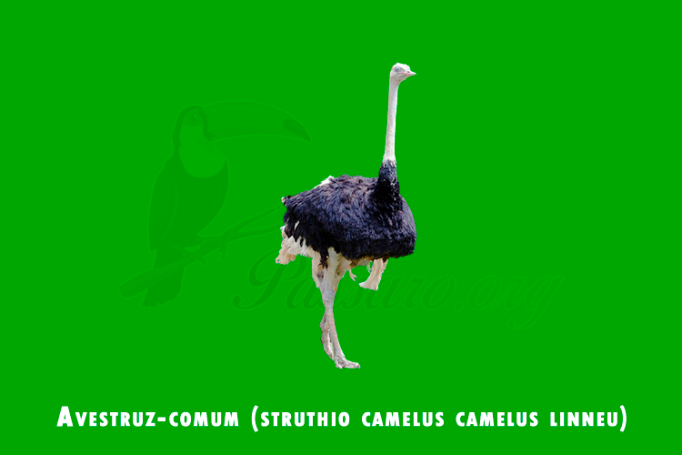 avestruz-comum (struthio camelus camelus linneu)