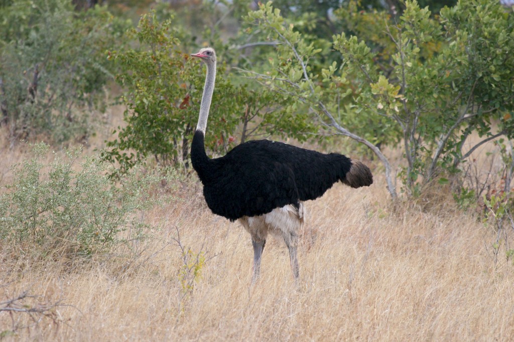 avestruz da africa do Norte
