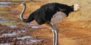 avestruz da africa do norte