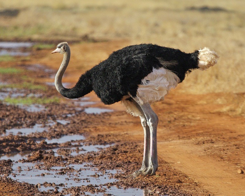 avestruz da africa do norte