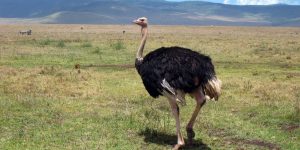 avestruz da africa do sul