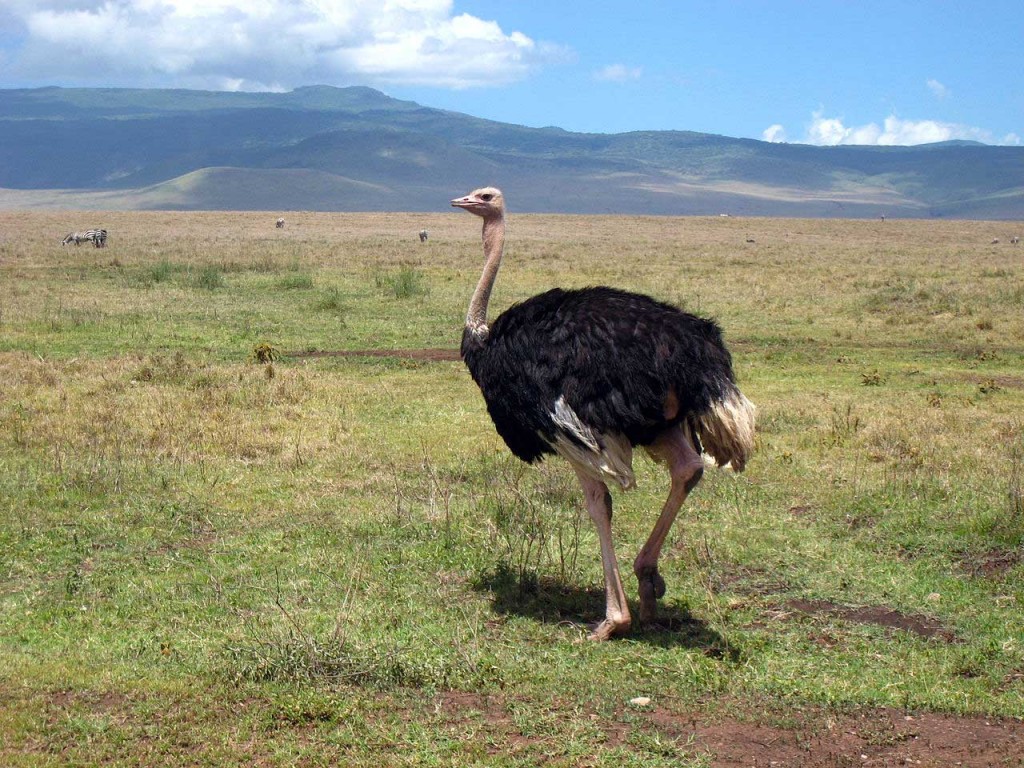 avestruz da africa do sul