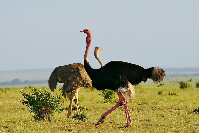 avestruz da africa oriental 
