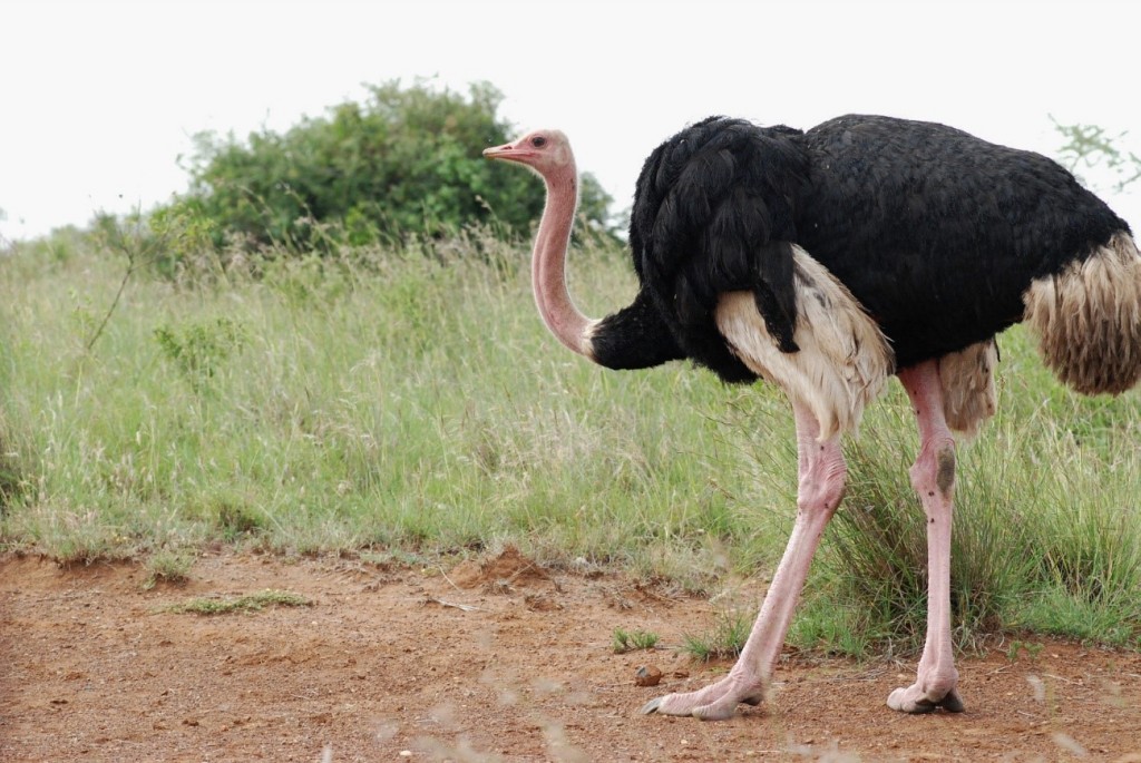 avestruz da africa oriental