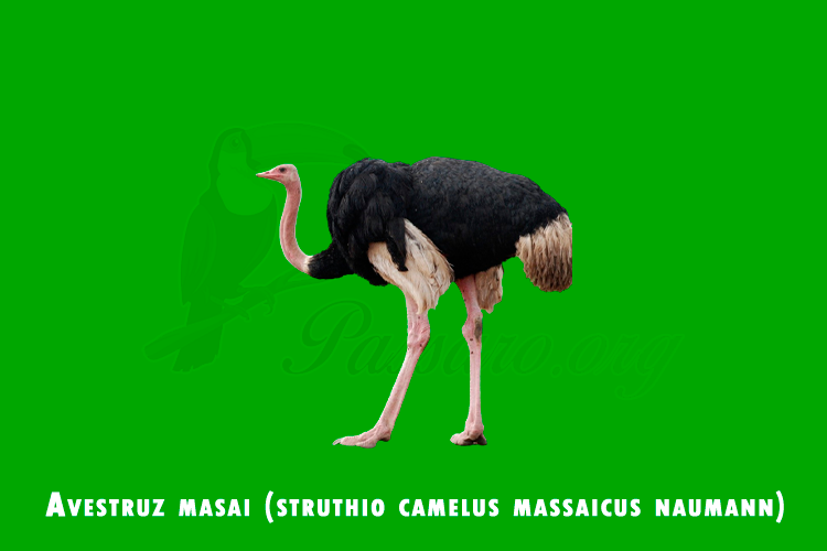 avestruz masai (struthio camelus massaicus naumann)