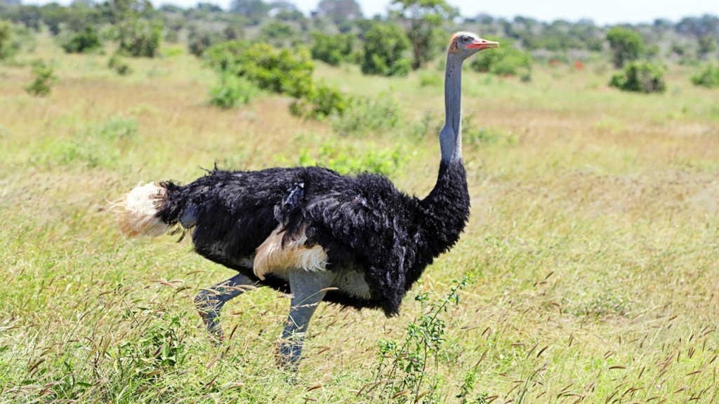 avestruz-somali 