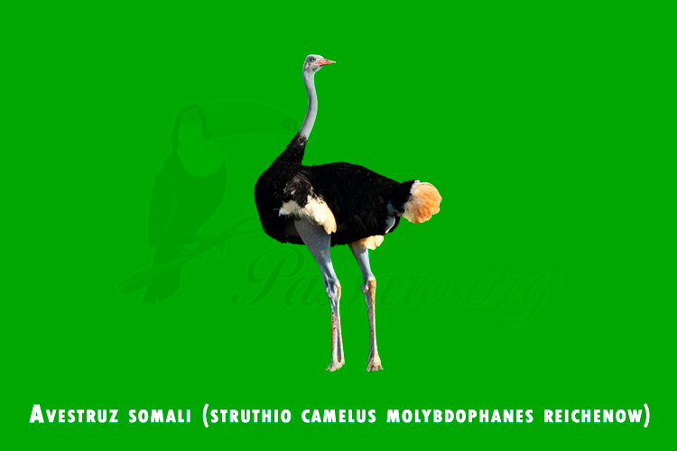 avestruz somali (struthio camelus molybdophanes reichenow)