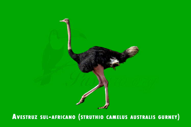 avestruz sul-africano (struthio camelus australis gurney)