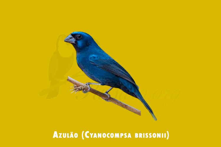 azulao ( cyanocompsa brissonii )