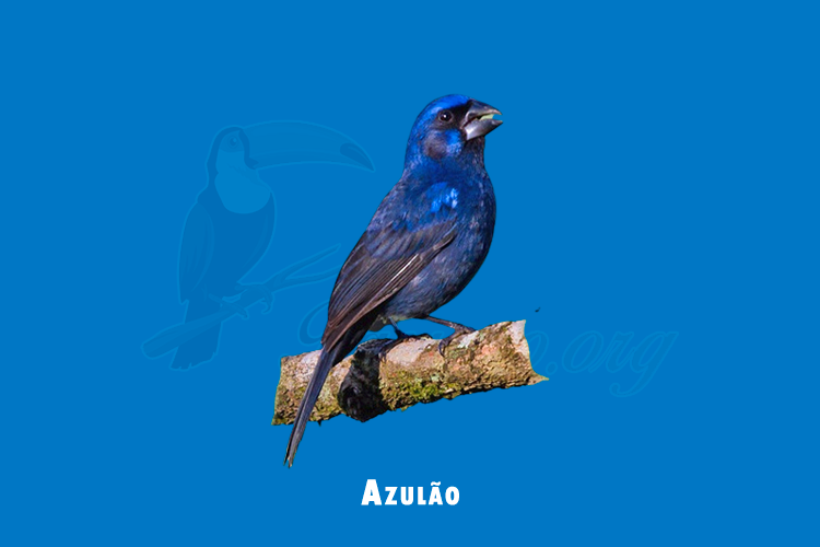 azulao