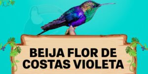 beija flor de costas violeta