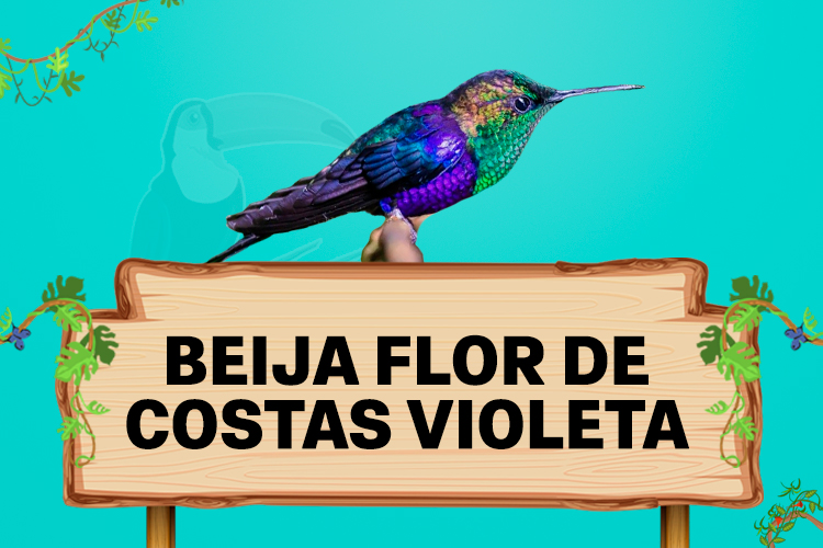 beija flor de costas violeta