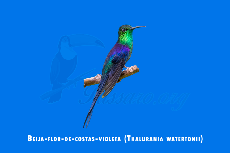 beija-flor-de-costas-violeta ( thalurania watertonii)