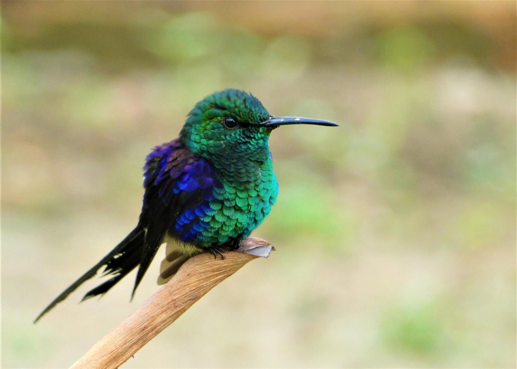 beija-flor-de-costas-violeta