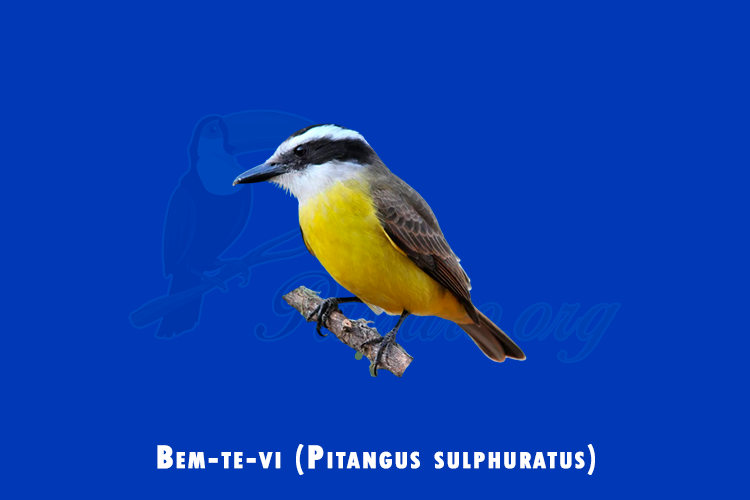 bem-te-vi (pitangus sulphuratus)