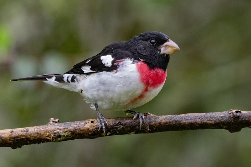 bico-grosso-de-peito-rosa