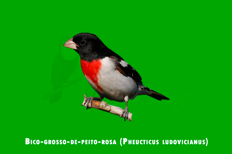 bico-grosso-de-peito-rosa (Pheucticus ludovicianus)