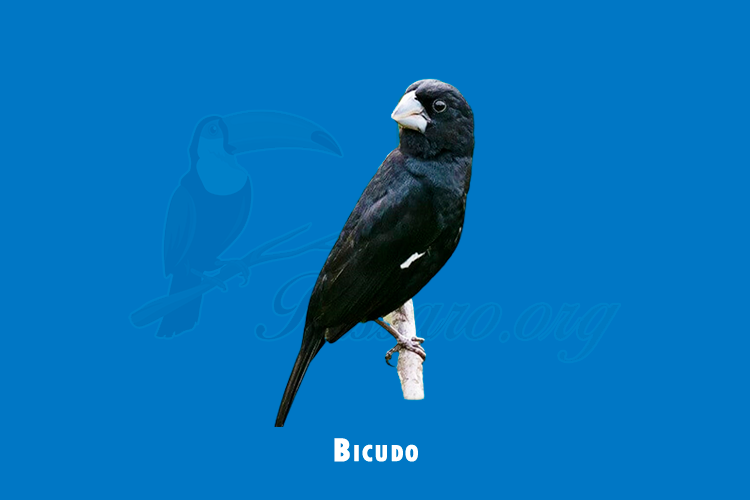 bicudo