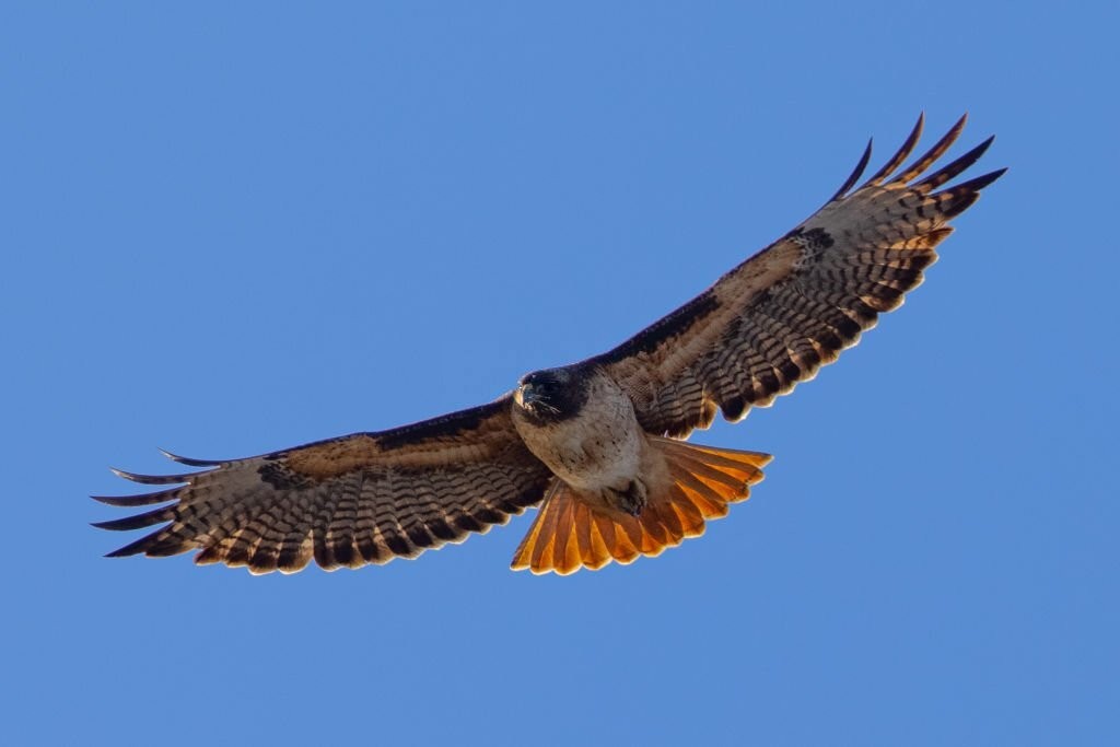 buteo-de-cauda-vermelha