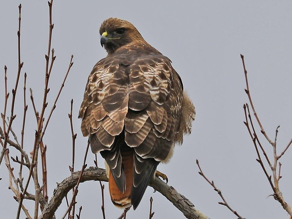 buteo-de-cauda-vermelha