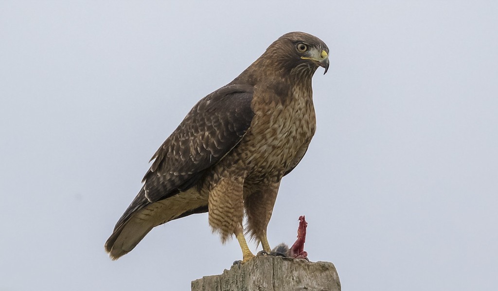 buteo-de-cauda-vermelha