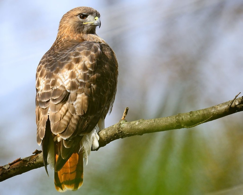 buteo-de-cauda-vermelha