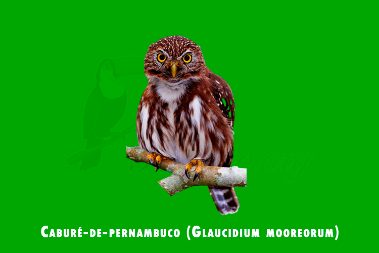 cabure-de-pernambuco (glaucidium mooreorum)