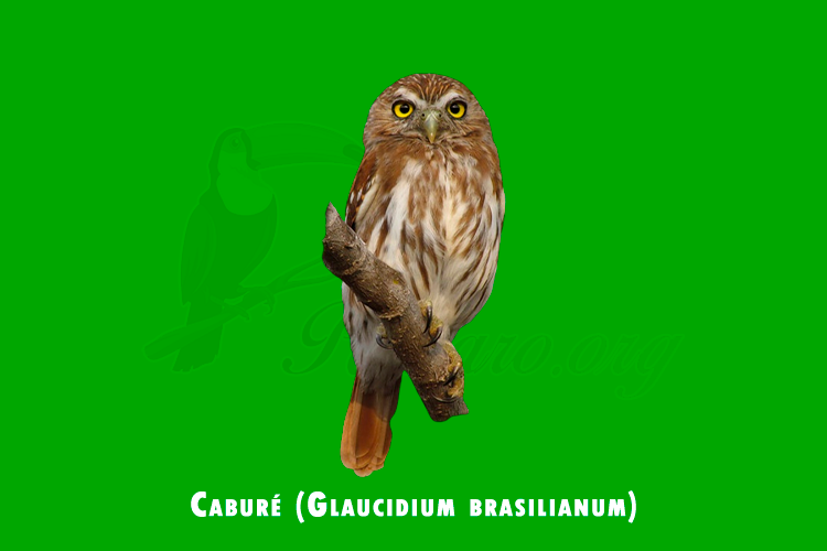 cabure (glaucidium brasilianum)