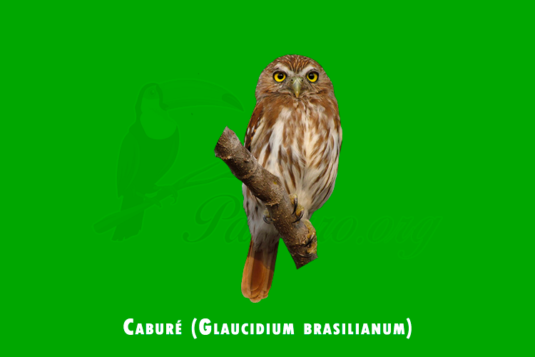 cabure (glaucidium brasilianum)