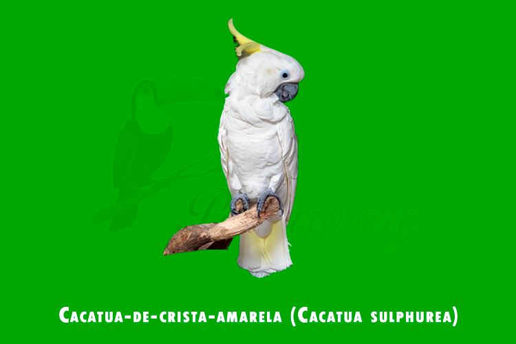 cacatua-de-crista-amarela (cacatua sulphurea)