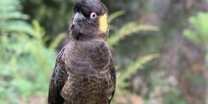 cacatua funebre