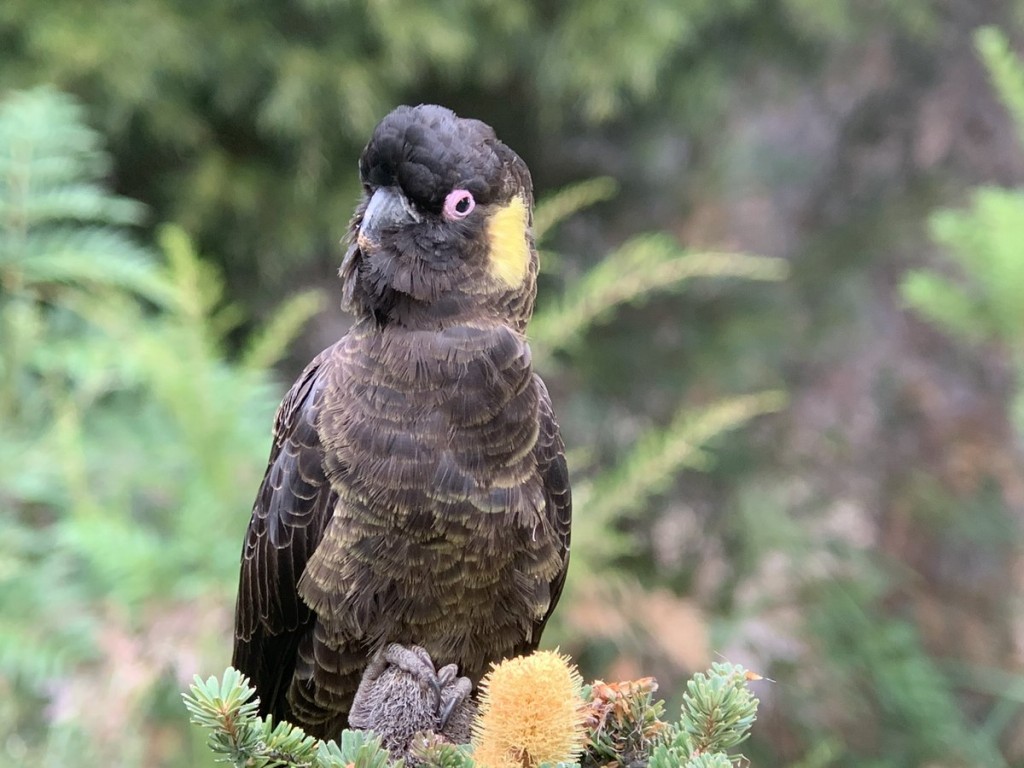 cacatua funebre