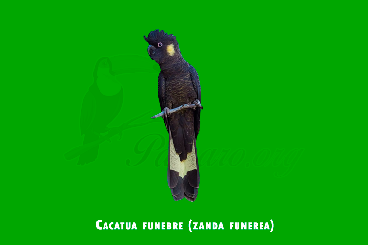 cacatua funebre (zanda funerea)