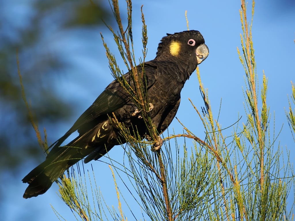 cacatua funebre