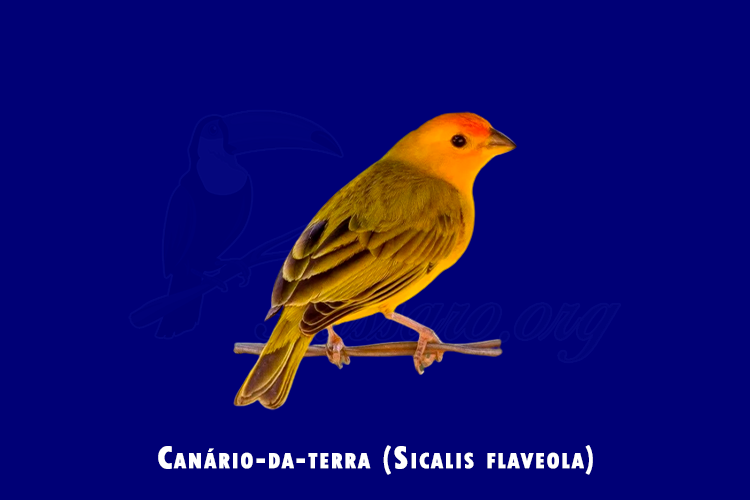 canario-da-terra ( sicalis flaveola )