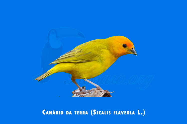 canario da terra (sicalis flaveola l.)