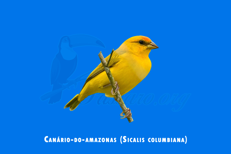 canario-do-amazonas (sicalis columbiana)