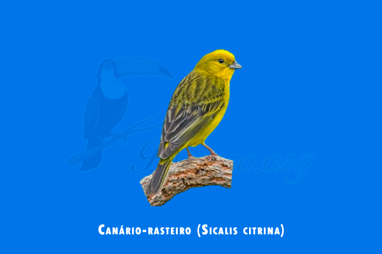 canario-rasteiro (sicalis citrina)