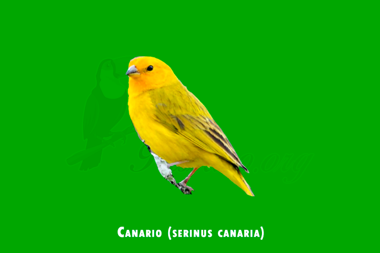 canario (serinus canaria)