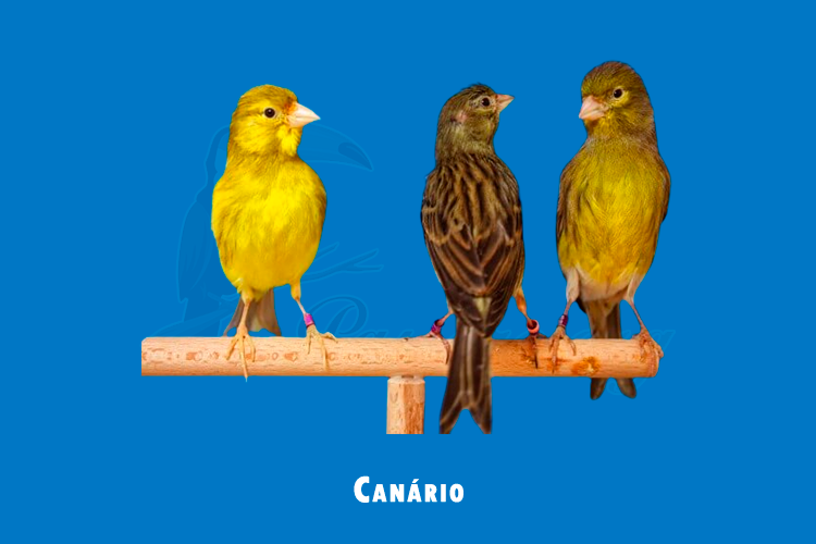 canario