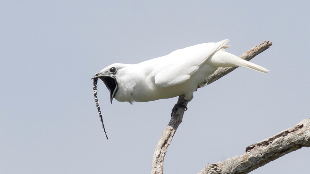 canto da araponga-da-amazonia