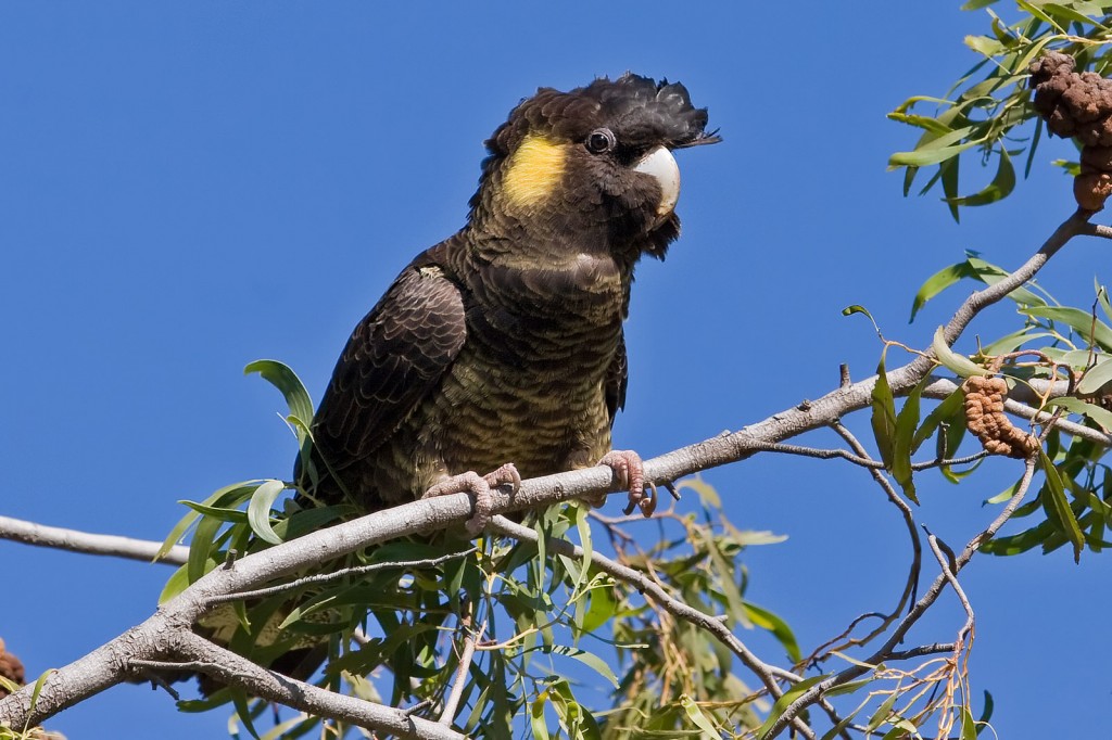 canto da cacatua funebre