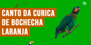 canto da curica-de-bochecha-laranja.